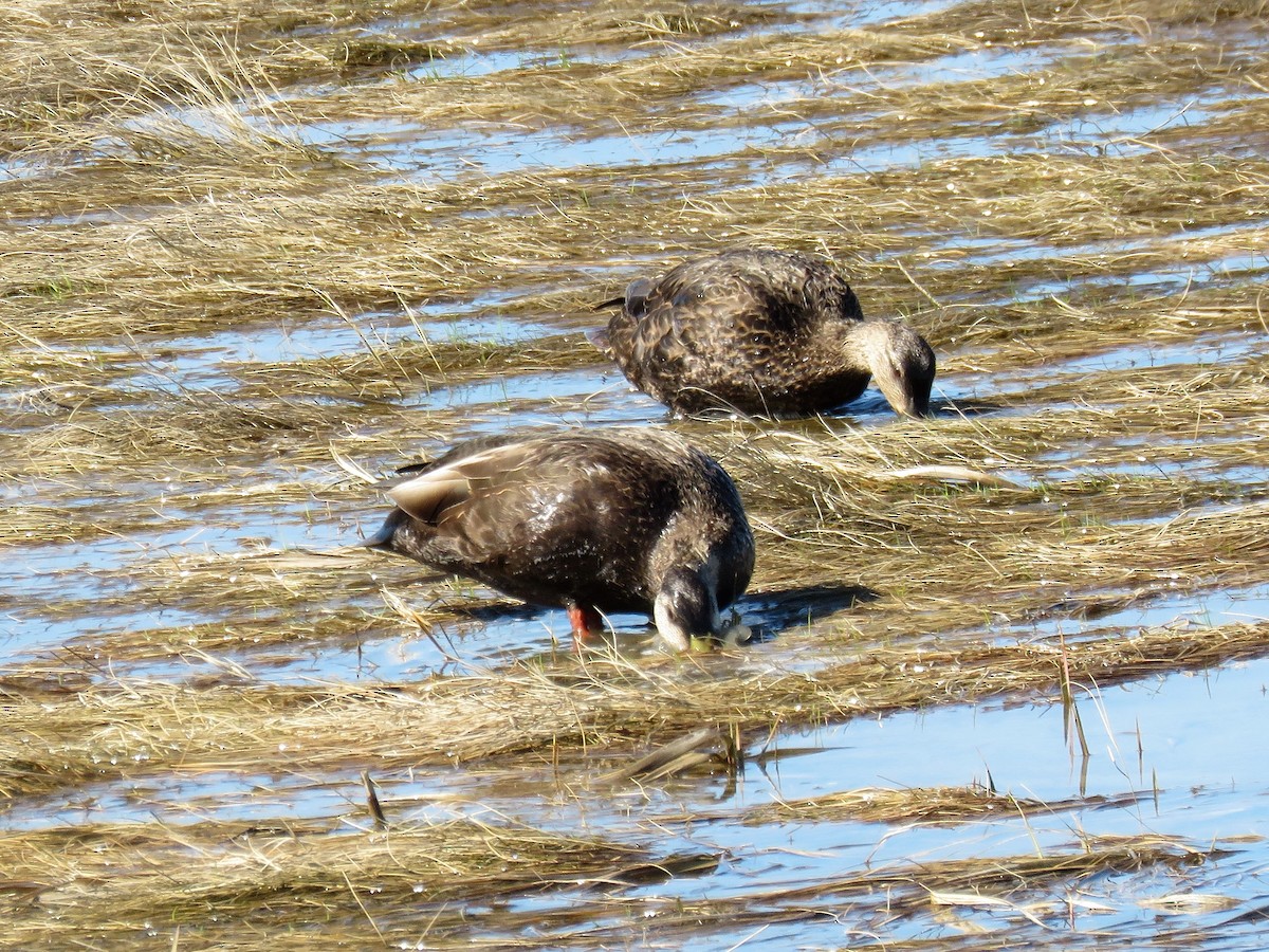 American Black Duck - ML55586001