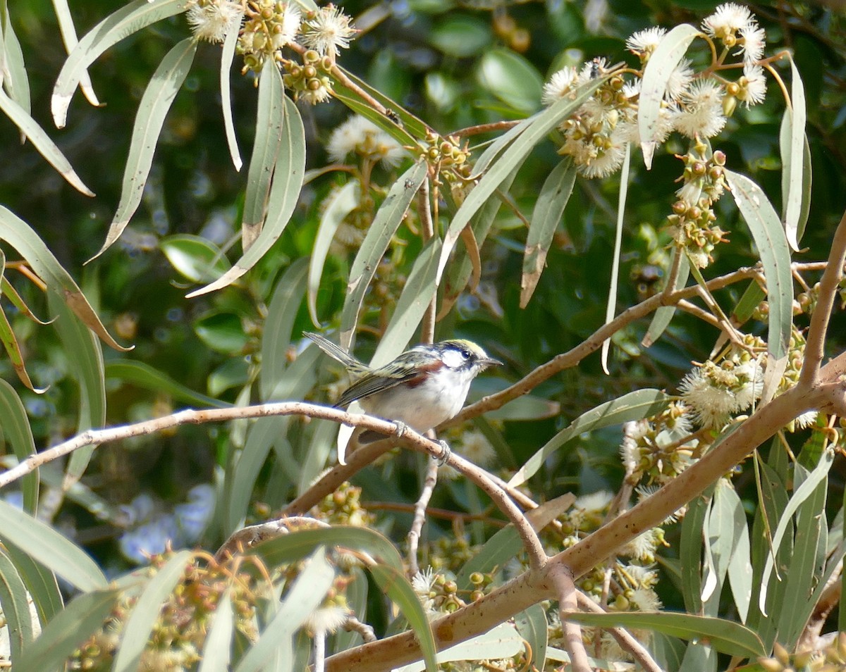 Chestnut-sided Warbler - ML555860651