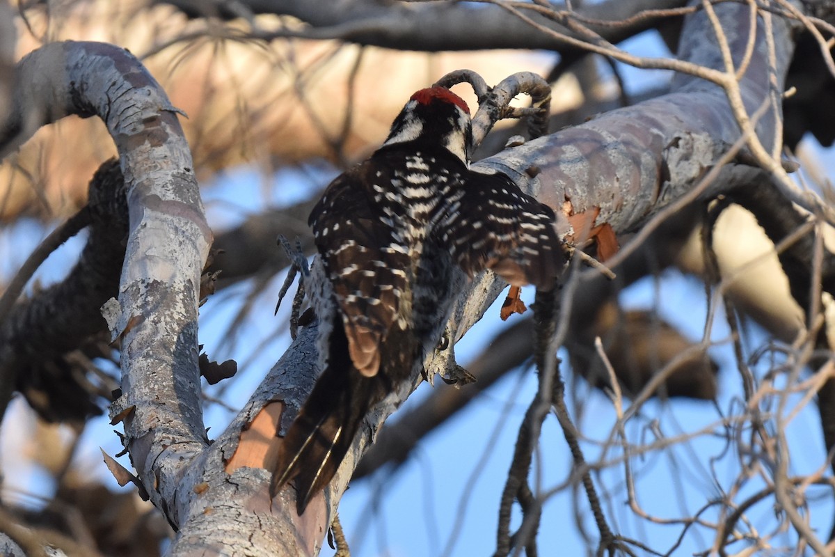 Ladder-backed x Hairy Woodpecker (hybrid) - ML555861291