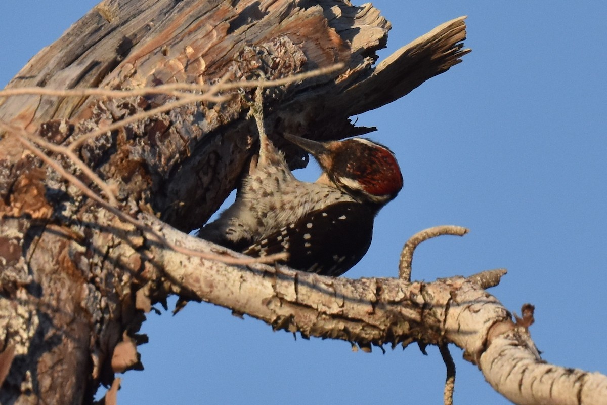 Ladder-backed x Hairy Woodpecker (hybrid) - ML555861341