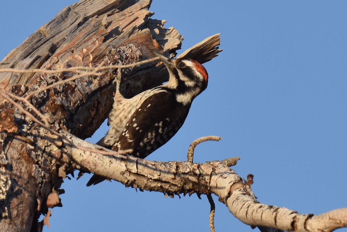 Ladder-backed x Hairy Woodpecker (hybrid) - Naresh Satyan