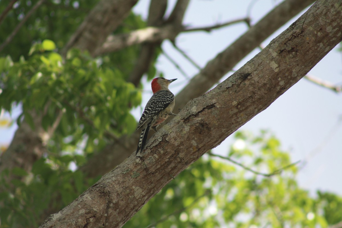 Red-bellied Woodpecker - ML555861851
