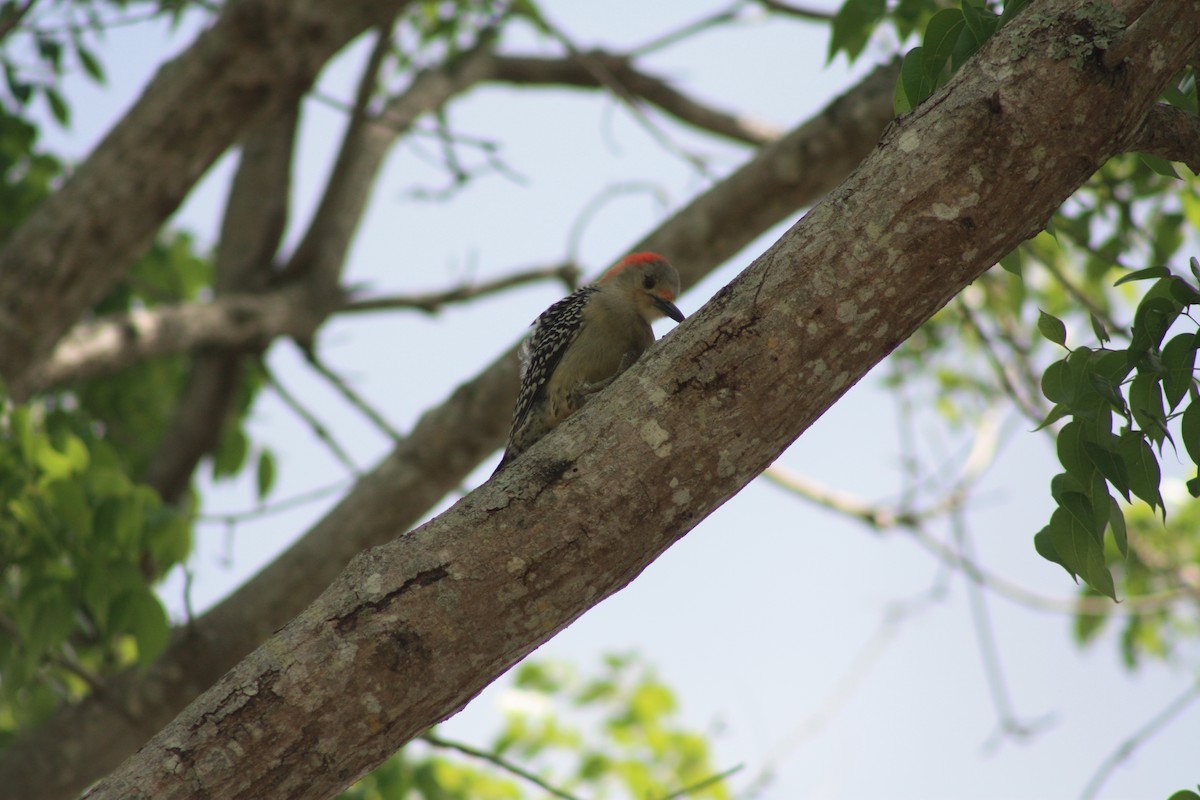 Red-bellied Woodpecker - ML555861861