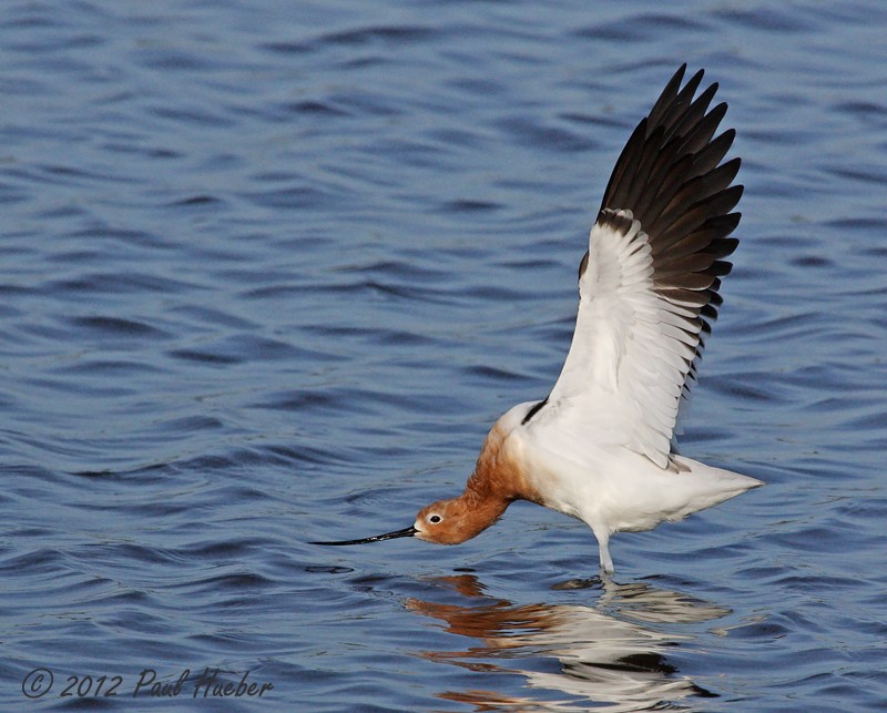 Avocette d'Amérique - ML55586201