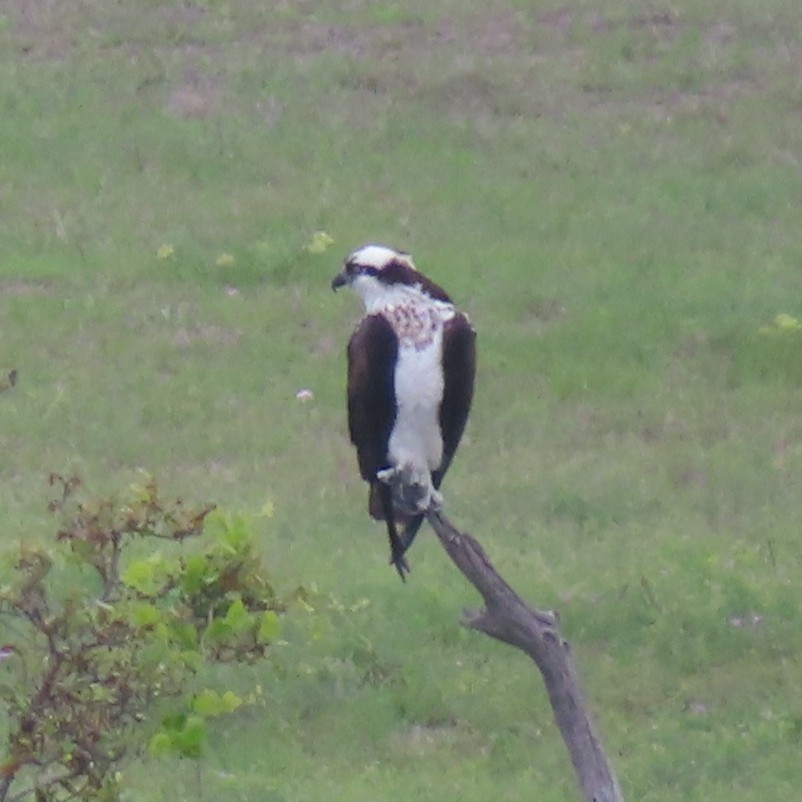 Osprey - ML555862031