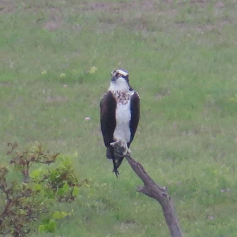 Osprey - ML555862051