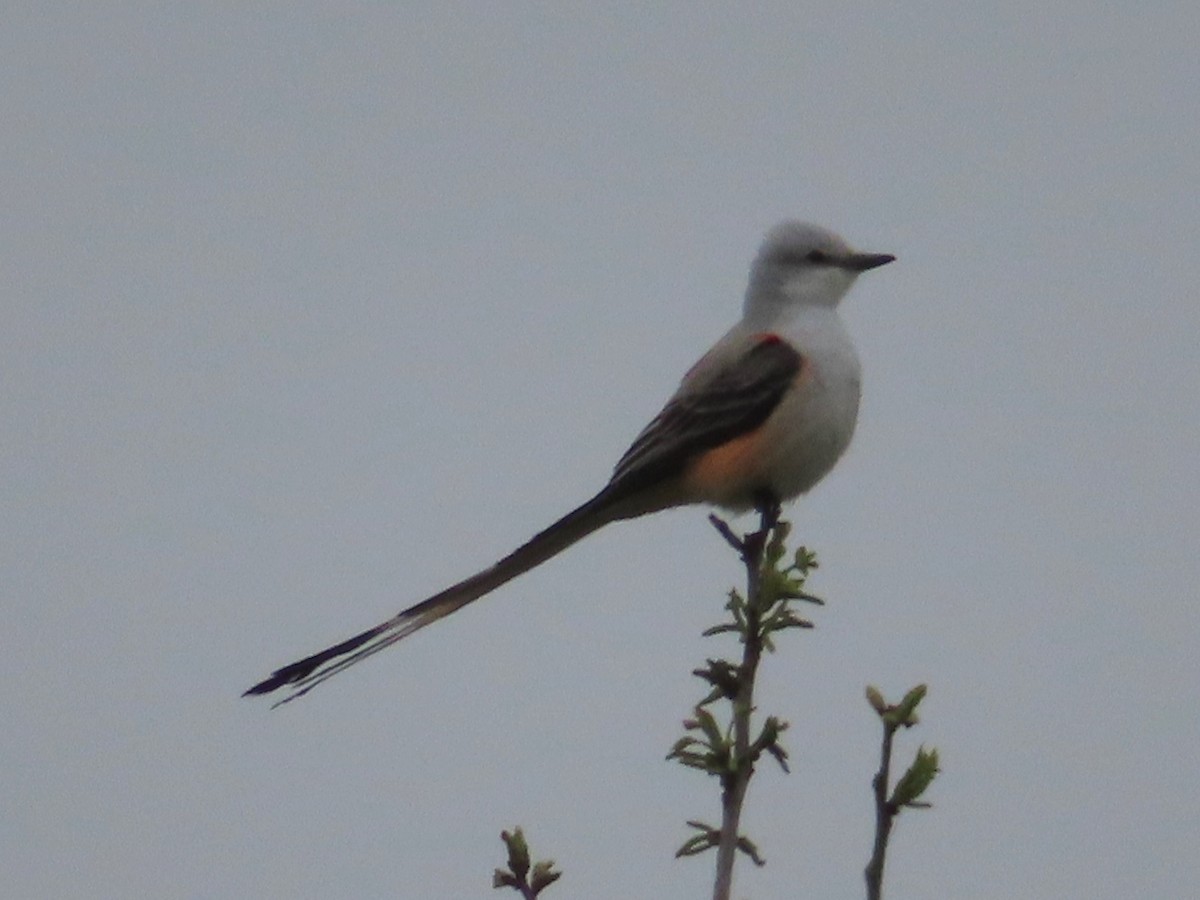 Scissor-tailed Flycatcher - ML555862091