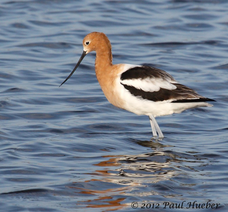 American Avocet - Paul Hueber