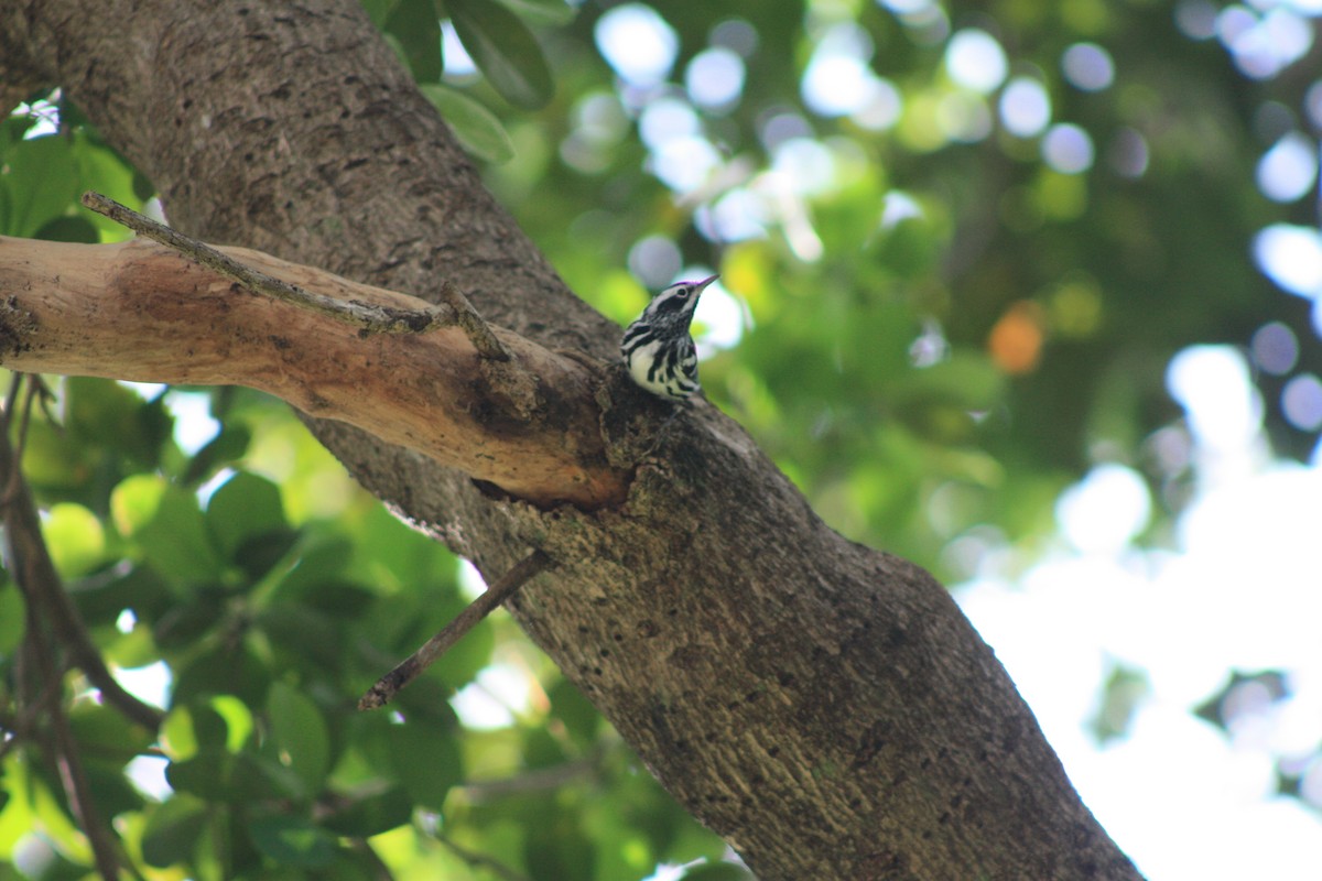 Black-and-white Warbler - ML555862171
