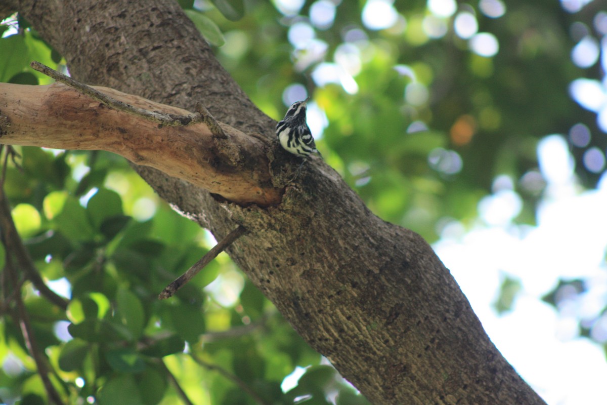 Black-and-white Warbler - ML555862181