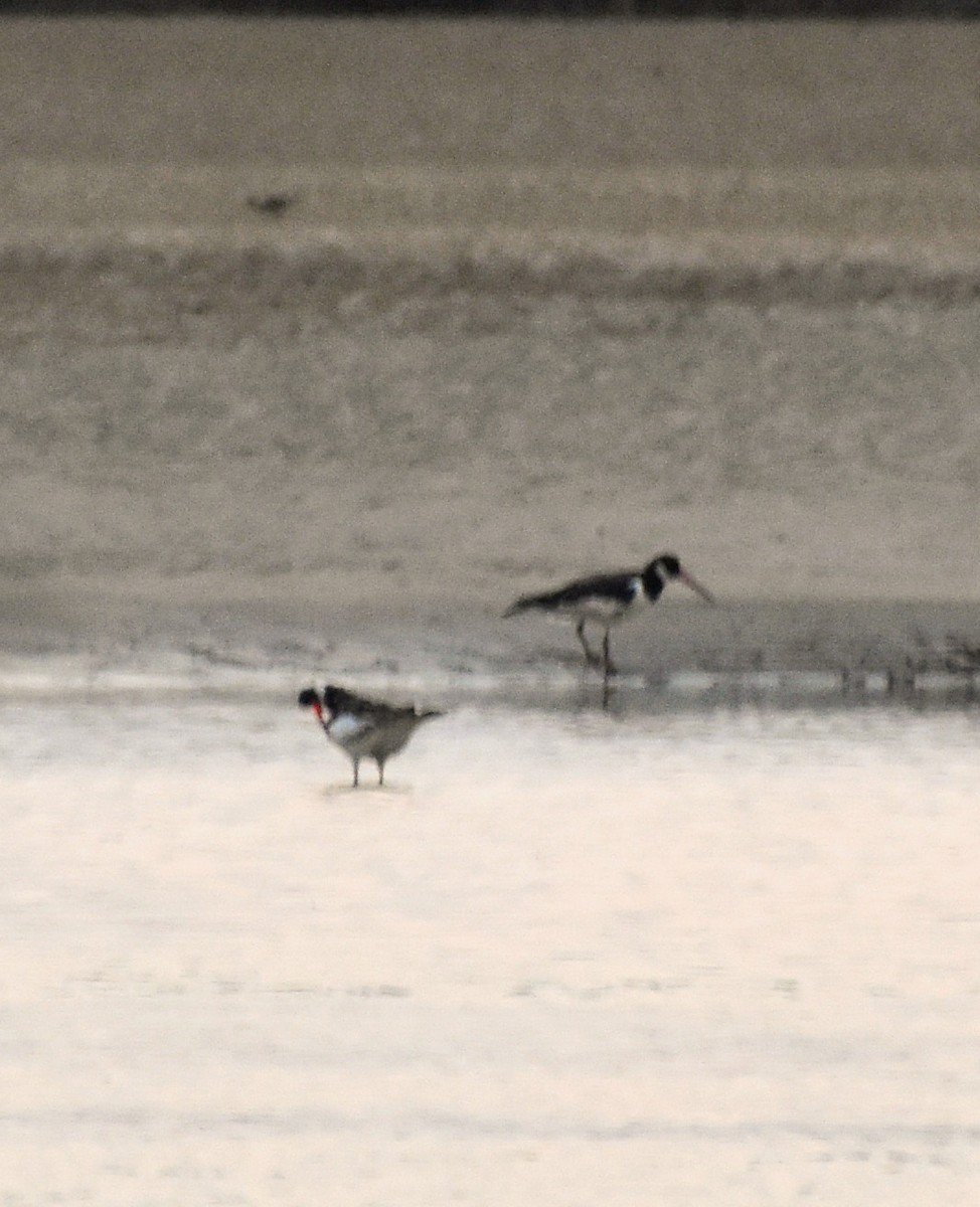 Eurasian Oystercatcher - ML555863141