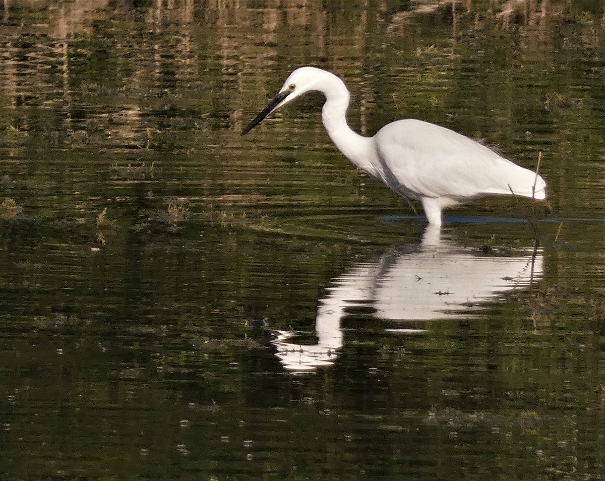 Little Egret - ML555863421