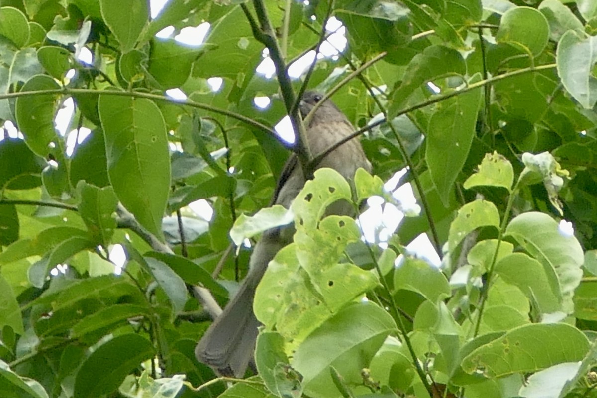 Mindoro Bulbul - ML555864351