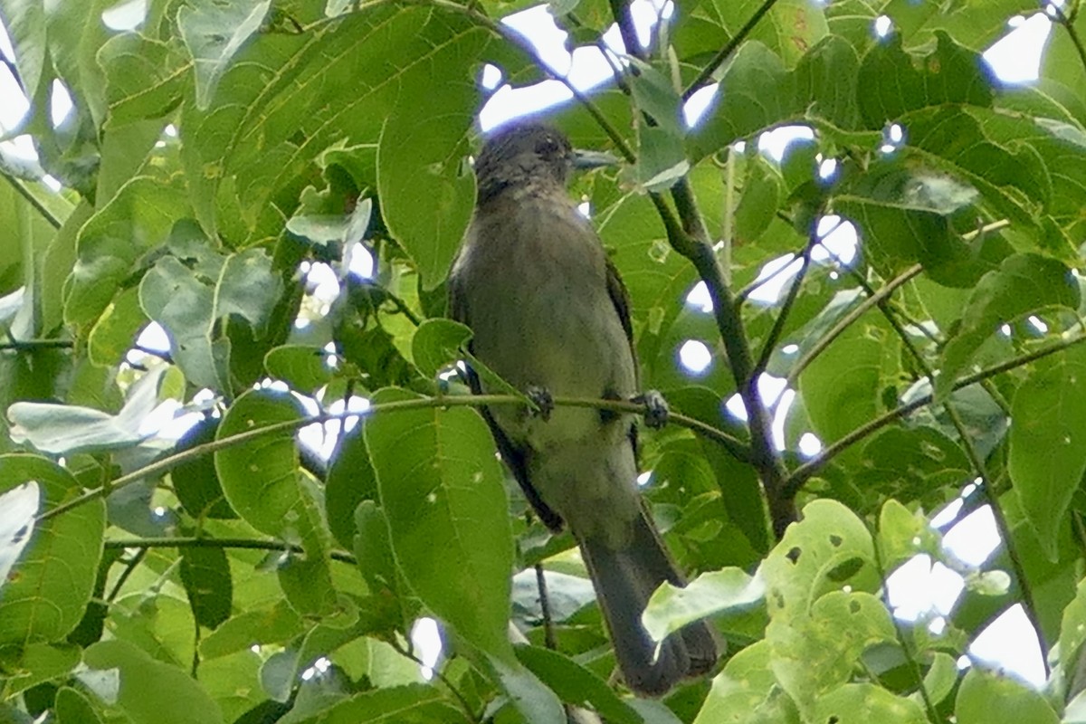 Mindoro Bulbul - ML555864371