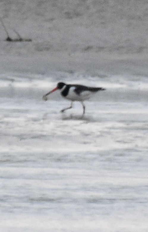 Eurasian Oystercatcher - ML555864461