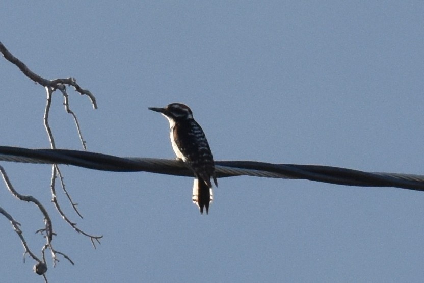 Ladder-backed x Hairy Woodpecker (hybrid) - Naresh Satyan