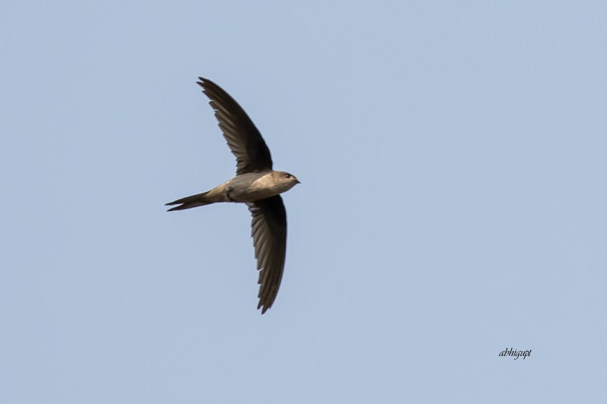 Asian Palm Swift - ML555865011