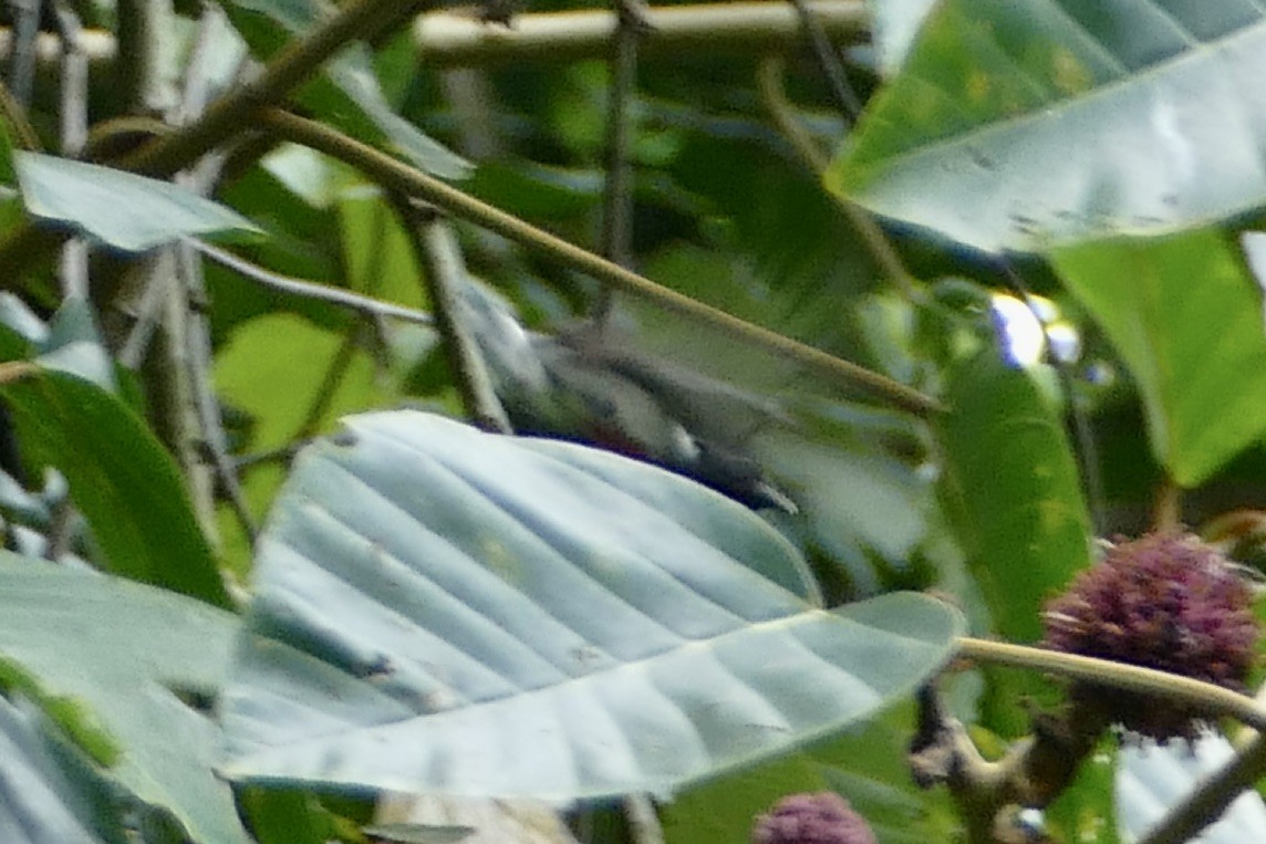 Scarlet-collared Flowerpecker - ML555865511