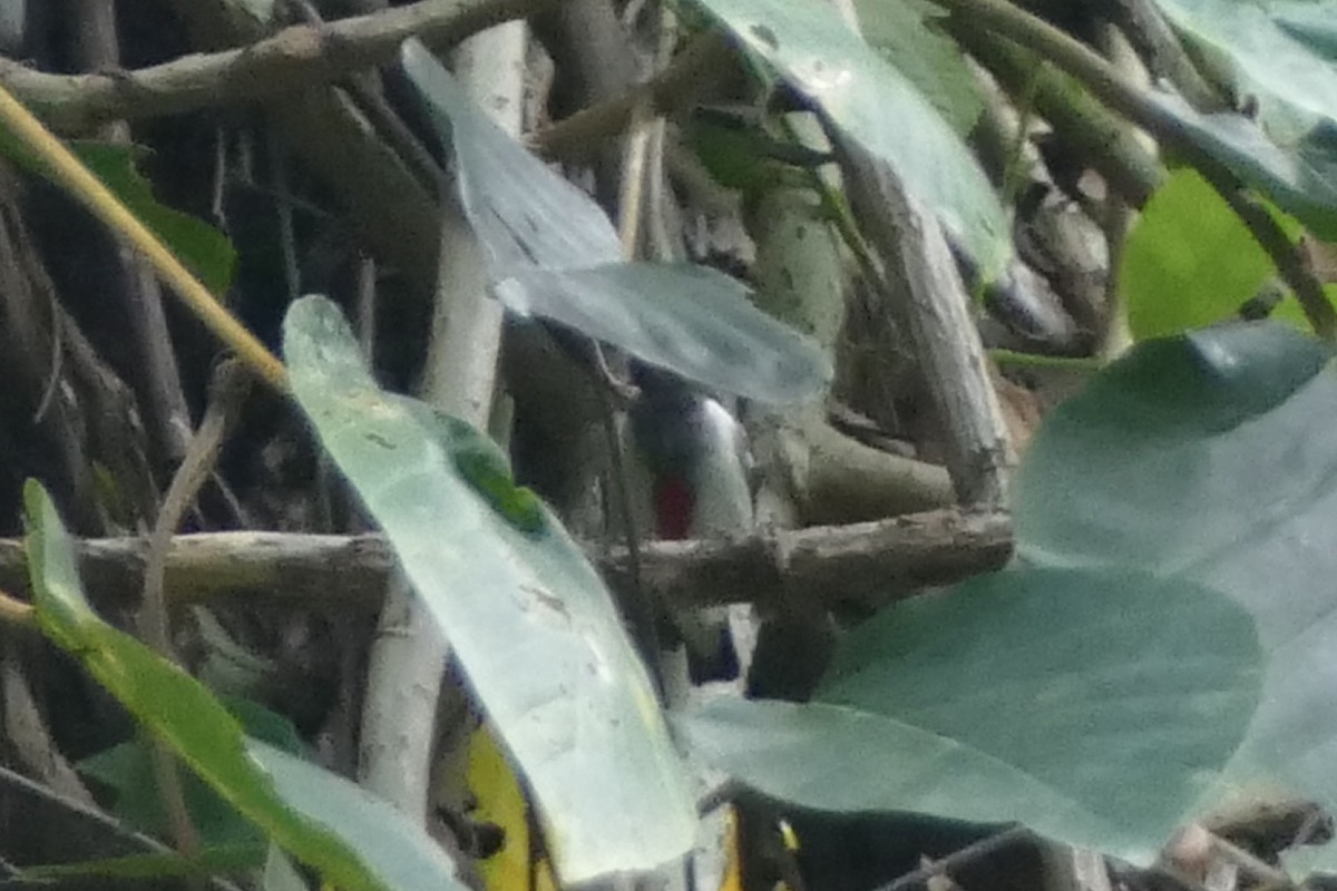 Scarlet-collared Flowerpecker - ML555865531