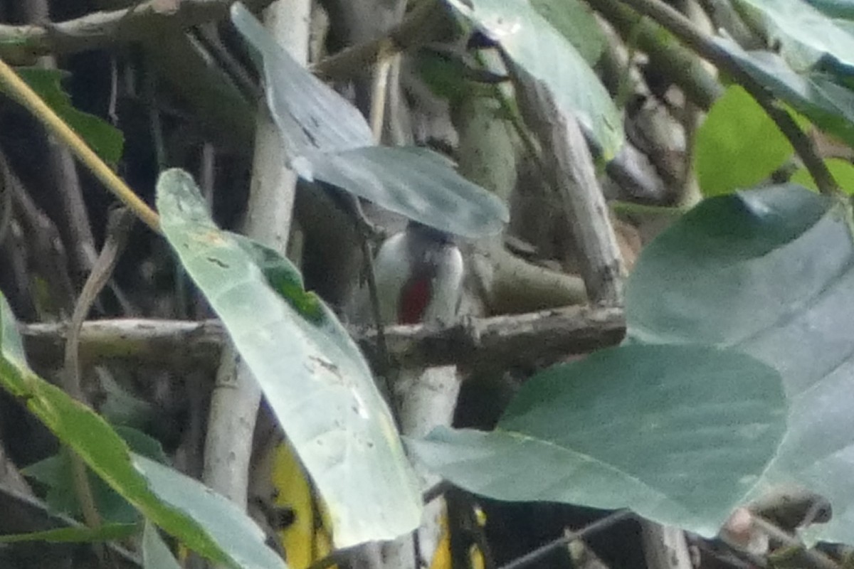 Scarlet-collared Flowerpecker - ML555865541