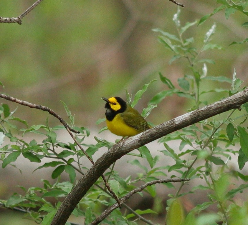 Hooded Warbler - Matthew Bowman