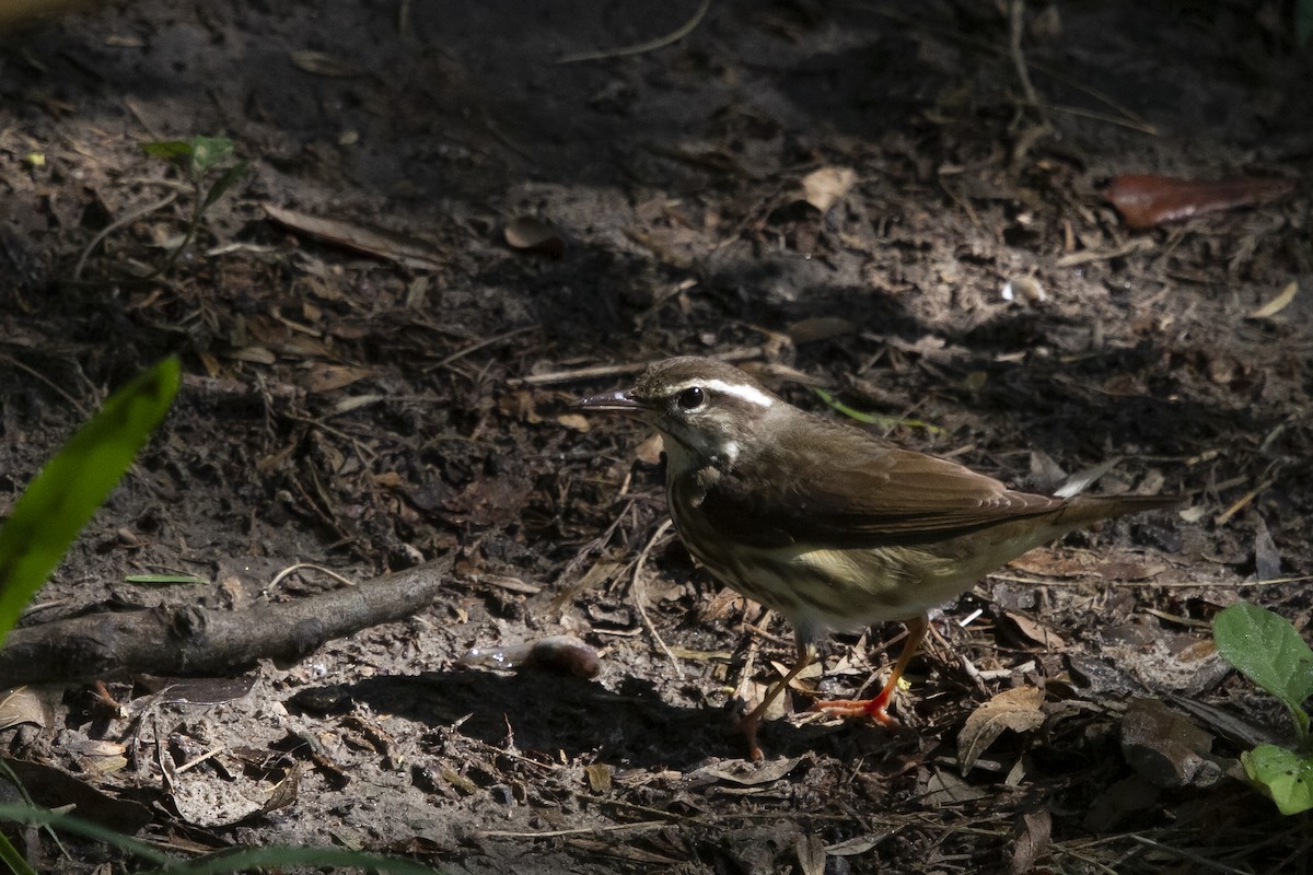 Louisiana Waterthrush - ML555867111