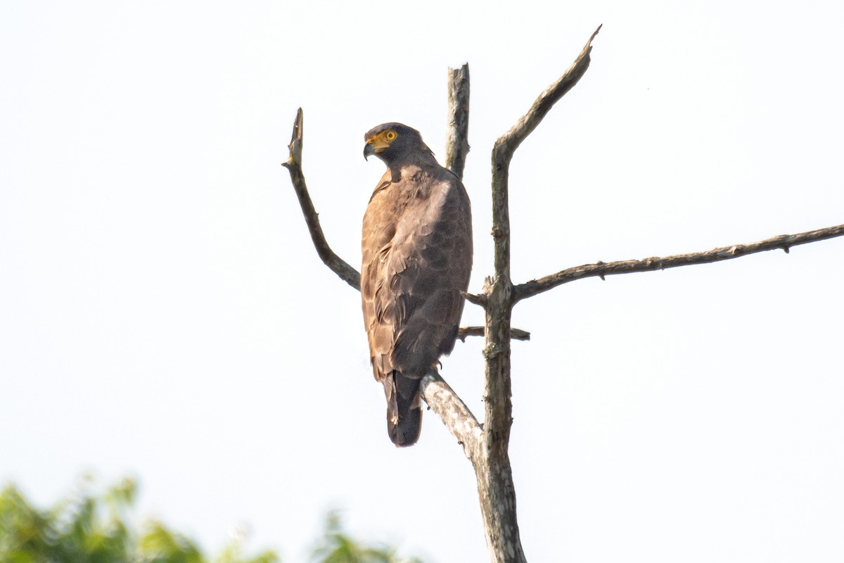 Crested Serpent-Eagle - ML555867781