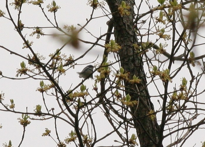 Cerulean Warbler - Matthew Bowman