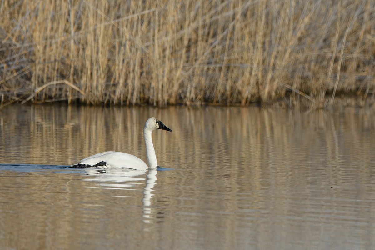 Trumpeter Swan - ML555867841