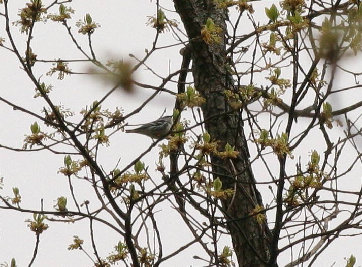 Cerulean Warbler - ML55586791