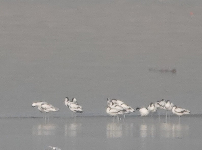 Pied Avocet - ML555868061