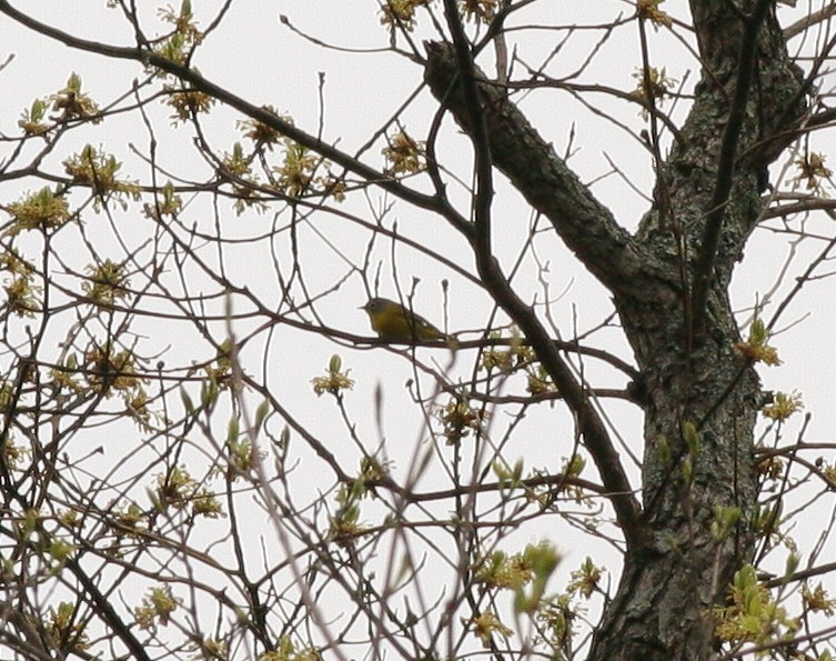 Nashville Warbler - Matthew Bowman