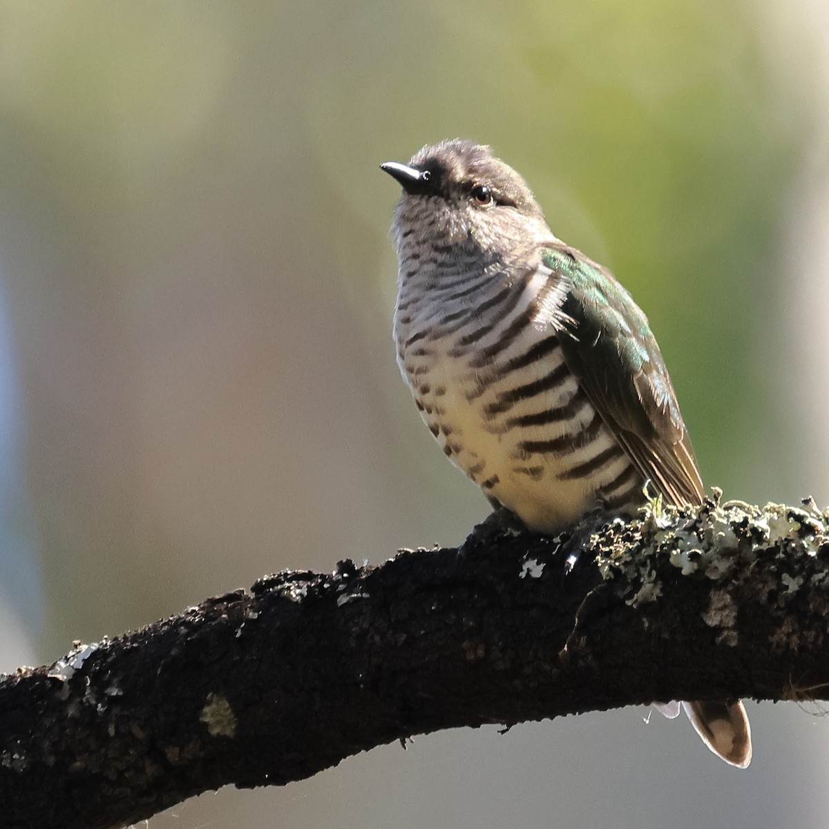 Shining Bronze-Cuckoo - ML555869341