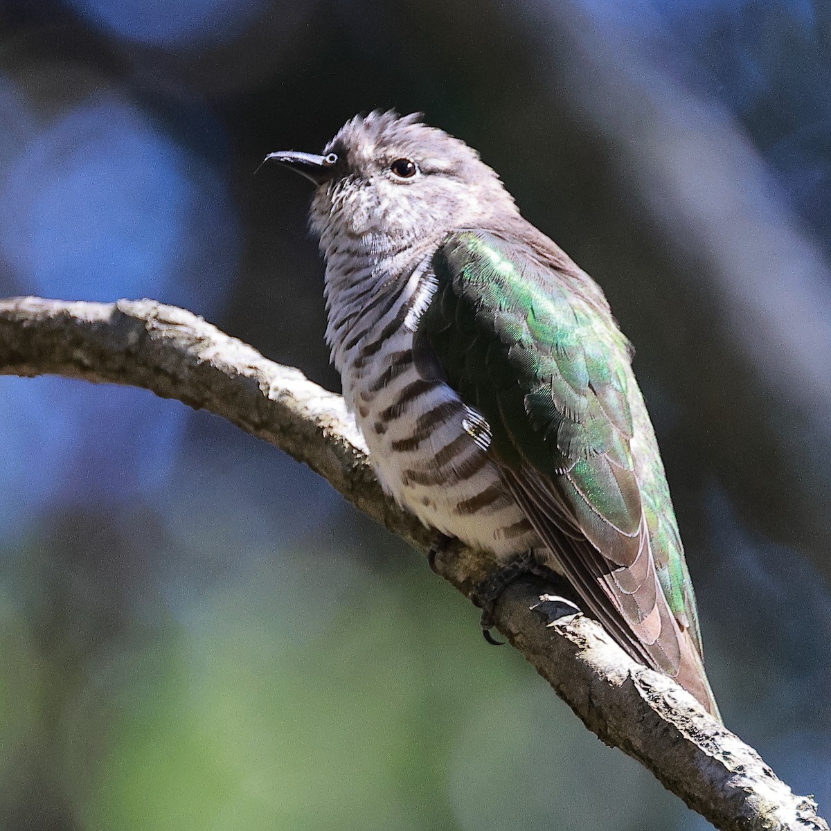 Shining Bronze-Cuckoo - ML555869351