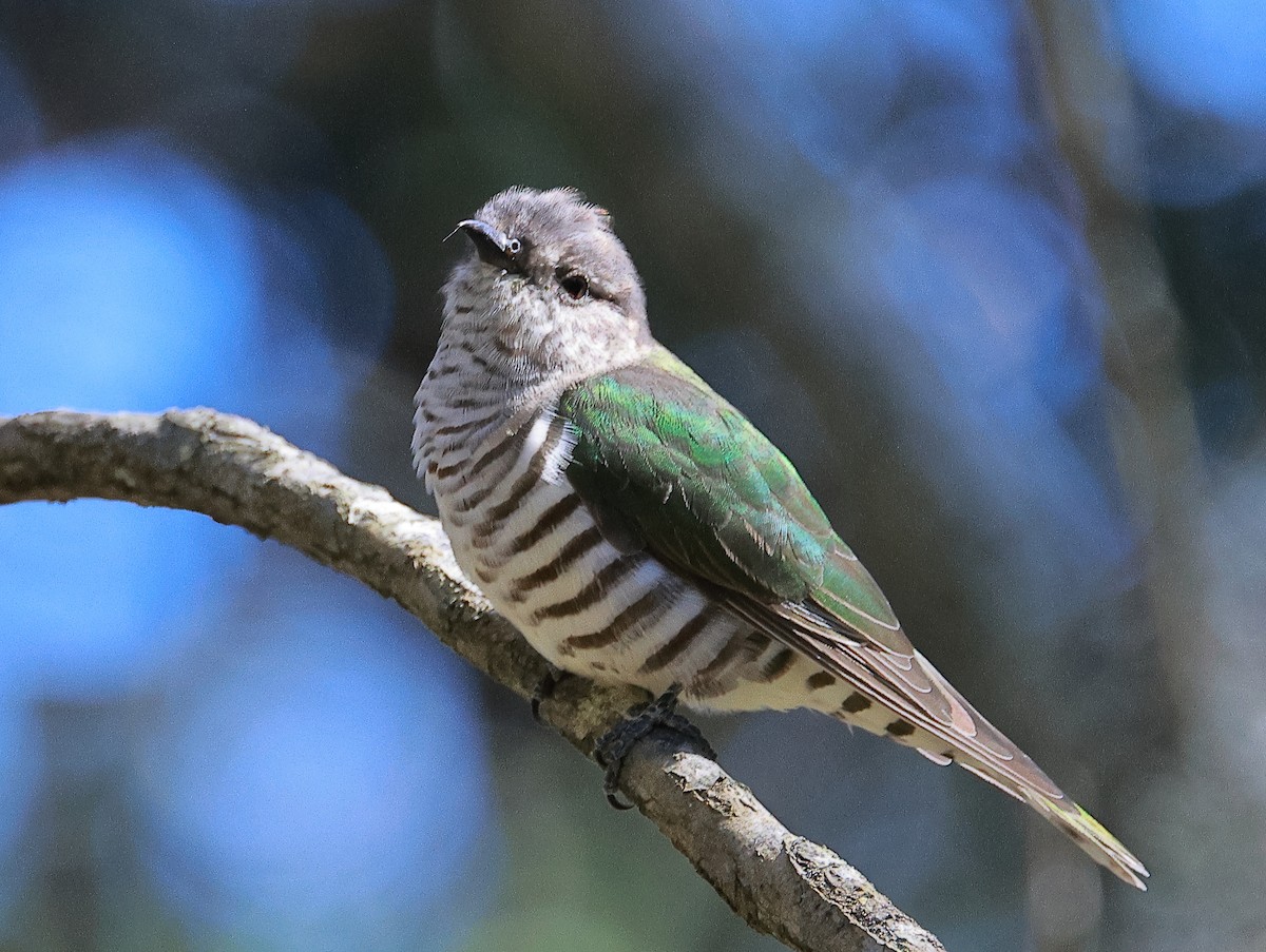 Shining Bronze-Cuckoo - ML555869371