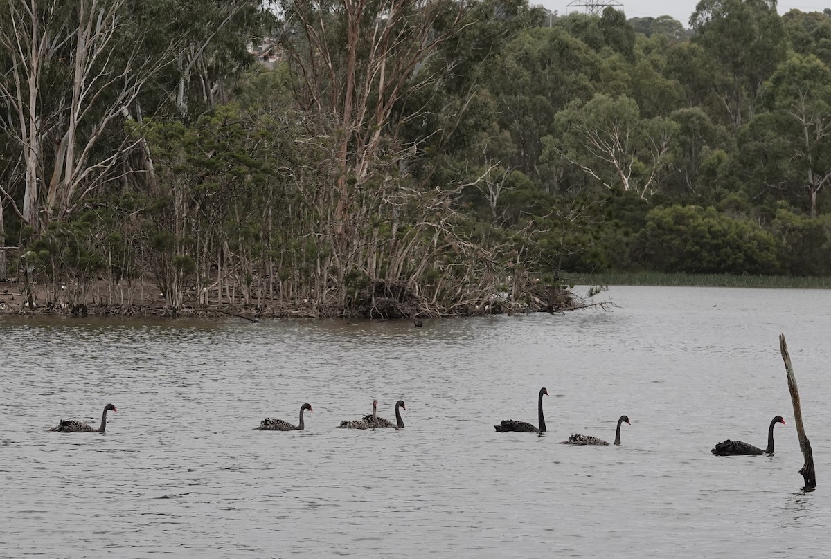 Cygne noir - ML555870071