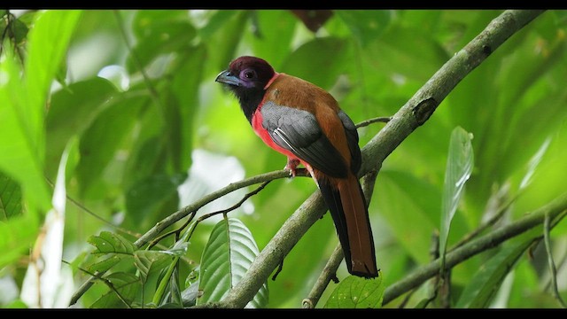 Diard's Trogon - ML555870411