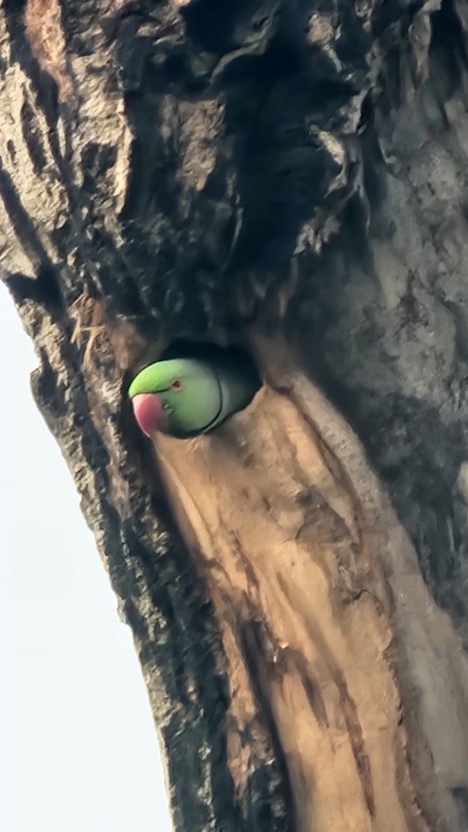 Rose-ringed Parakeet - ML555870761