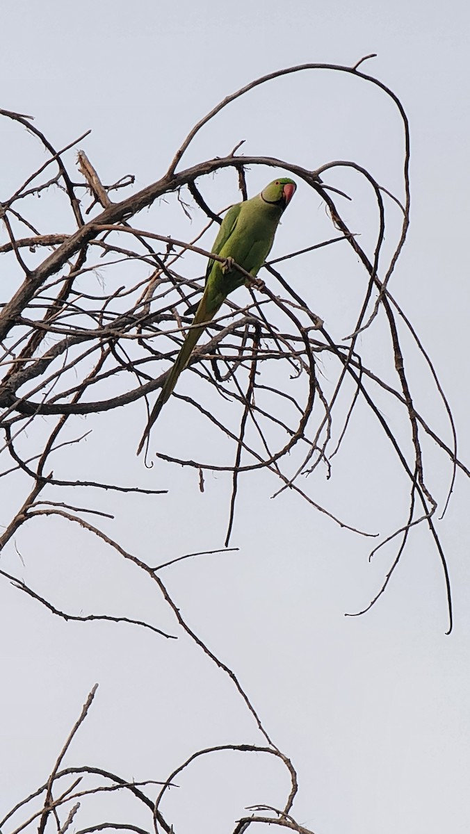 Rose-ringed Parakeet - ML555870771