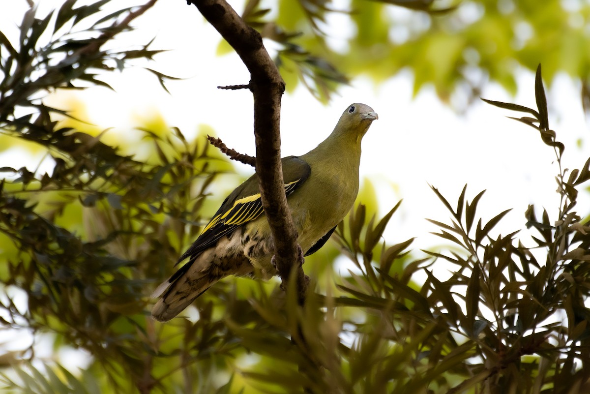 Gray-fronted Green-Pigeon - ML555871741