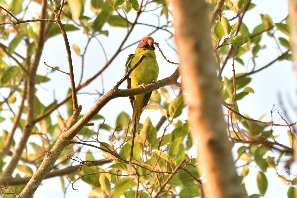 Plum-headed Parakeet - ML555872081