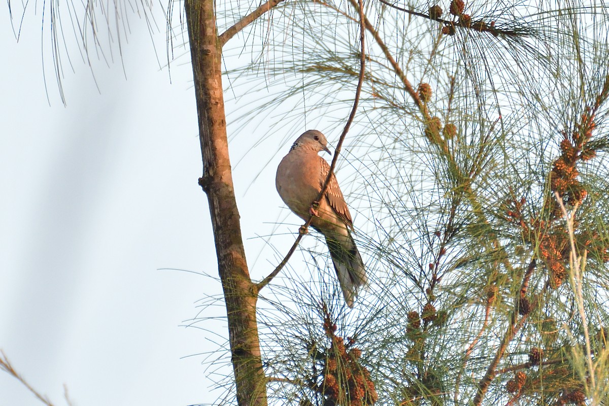 Spotted Dove - ML555872091