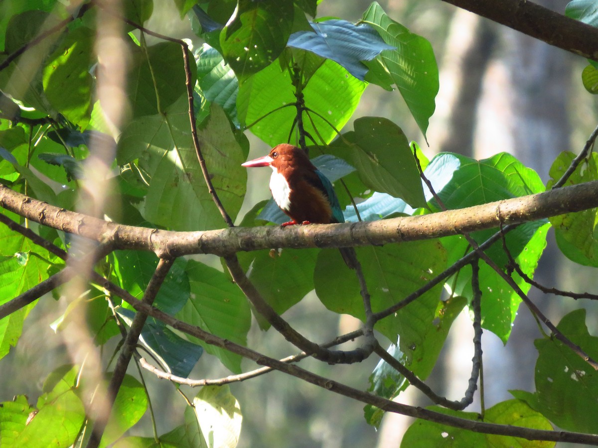 White-throated Kingfisher - Maneesh Rajvanshi