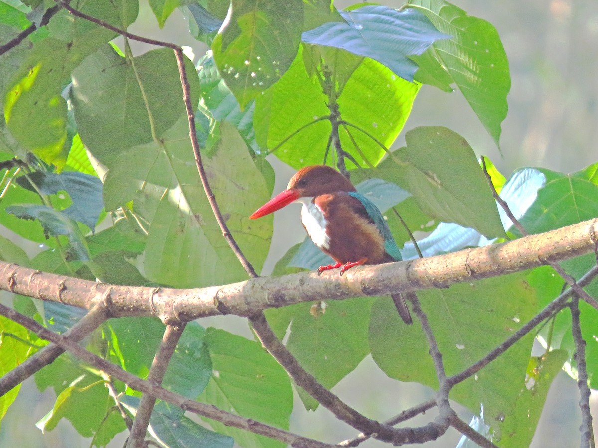 White-throated Kingfisher - Maneesh Rajvanshi