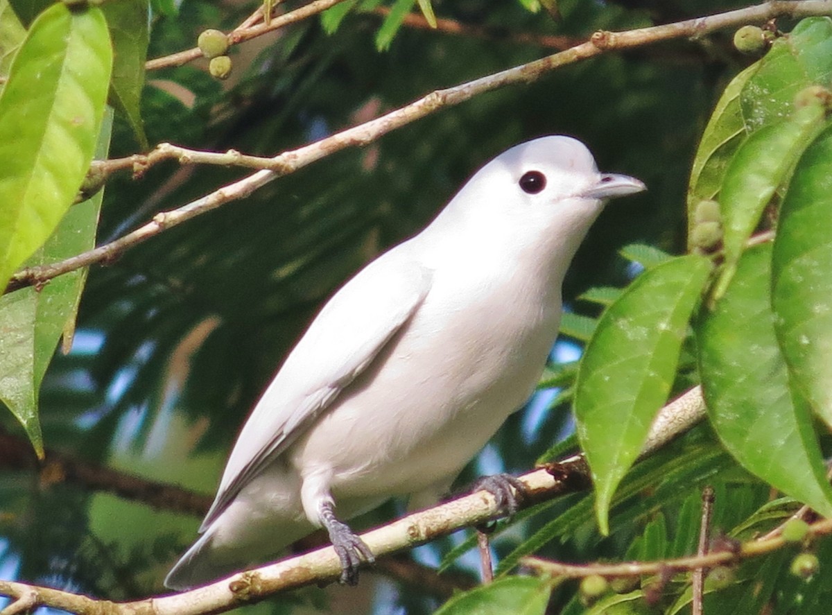 Snowy Cotinga - Eric van den Berghe