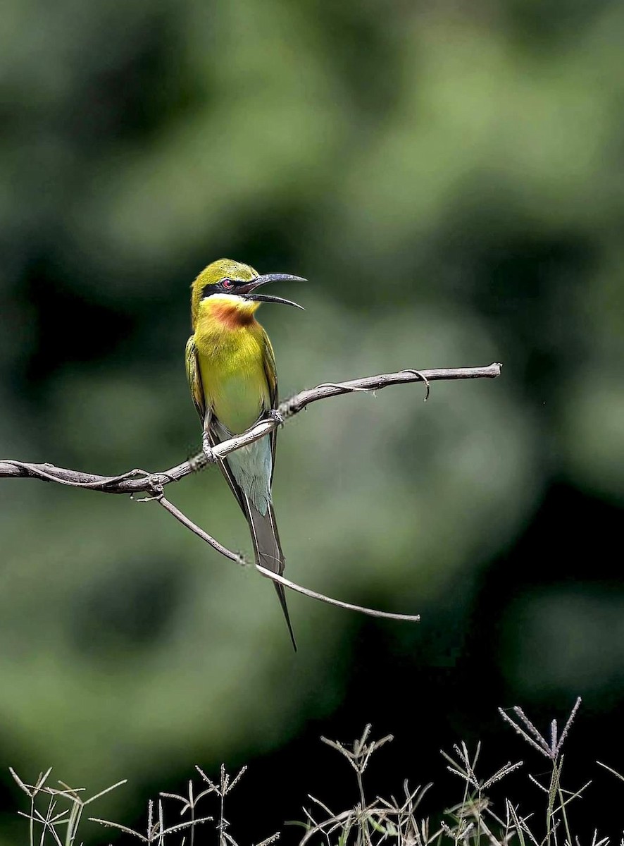 Blue-tailed Bee-eater - Saubhik Ghosh