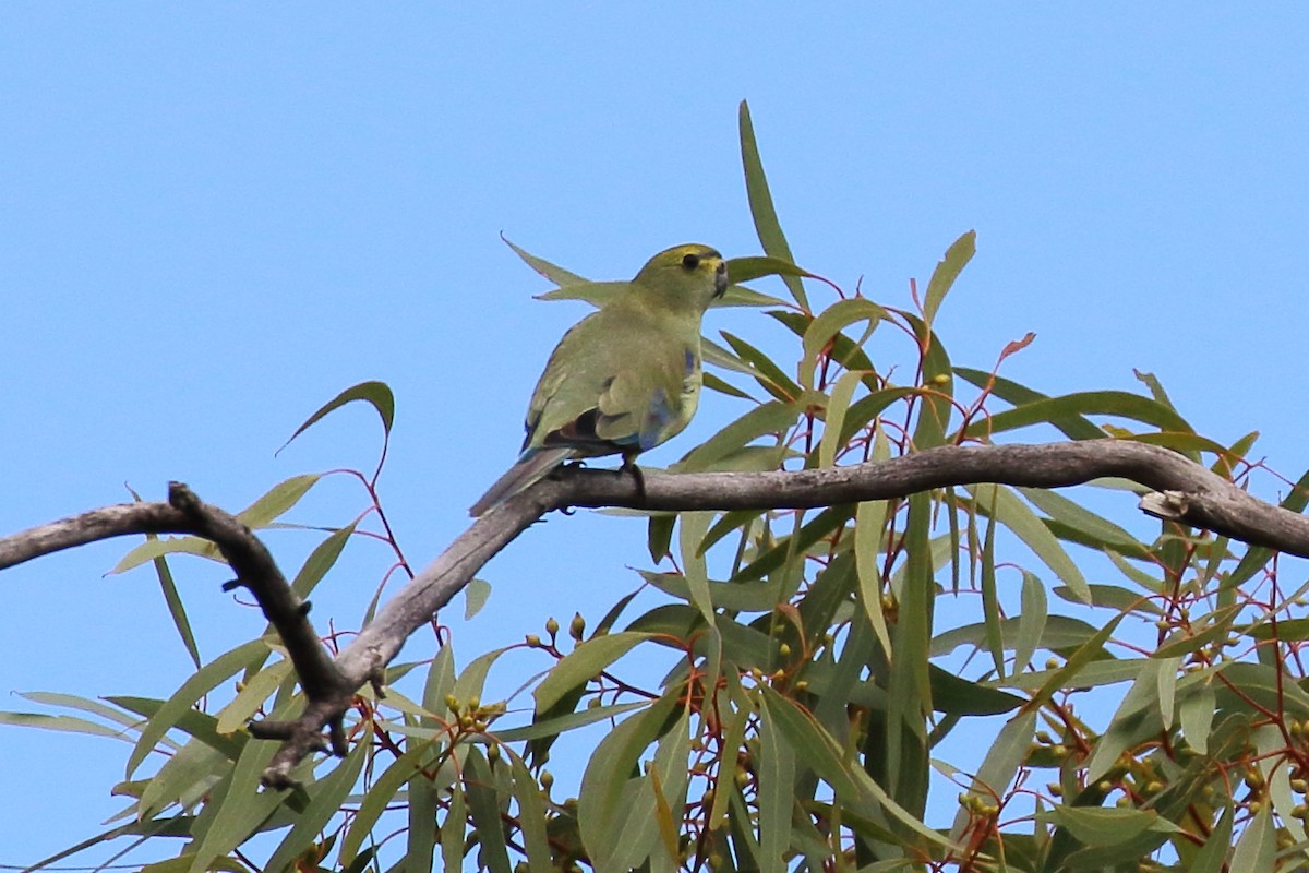 Blue-winged Parrot - ML555877401