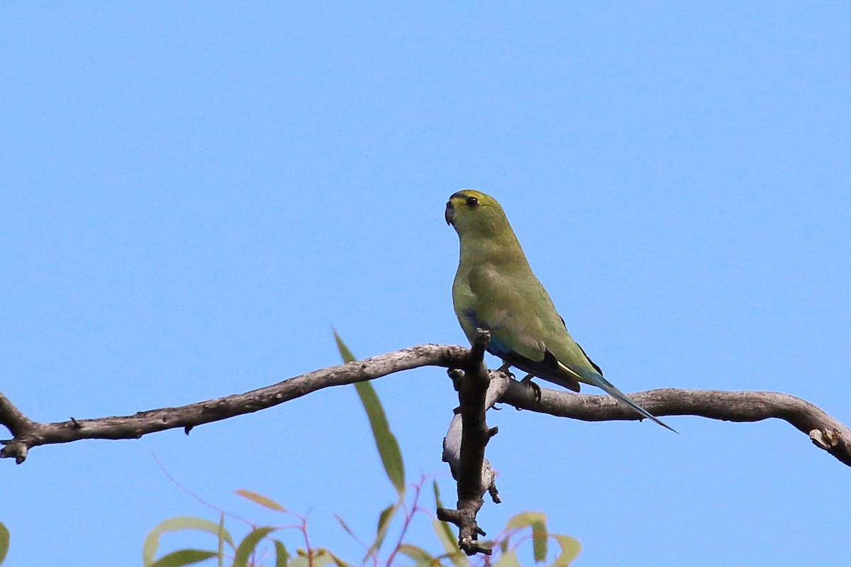 Blue-winged Parrot - ML555877411