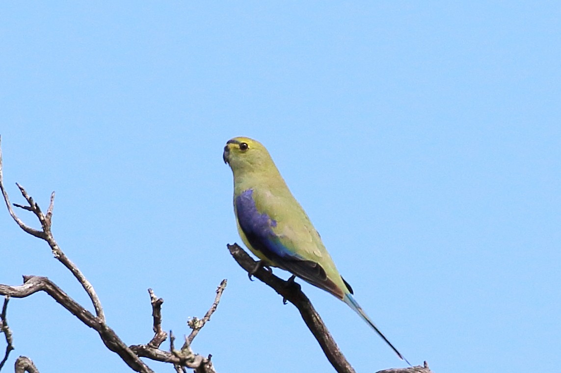 Blue-winged Parrot - ML555877421