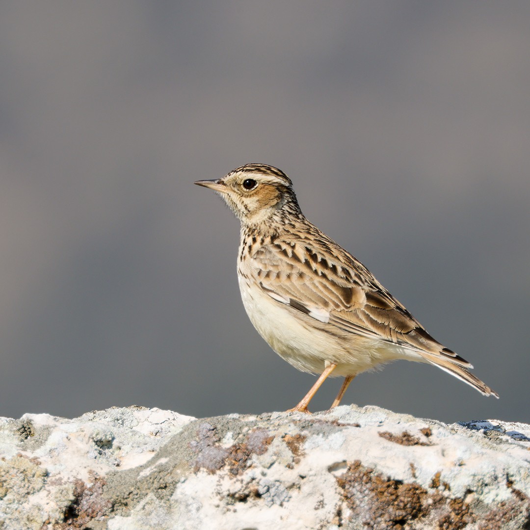 Wood Lark - ML555877531